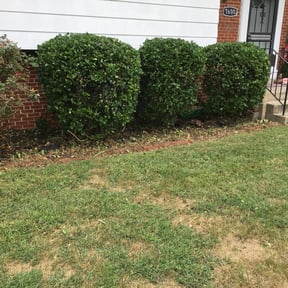 Bush Trimming by FW Home Solutions reviewed on November 22, 2025
