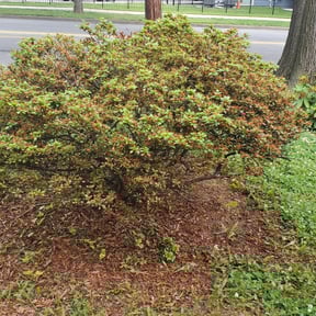 Bush Trimming by Darrie reviewed on August 16, 2025