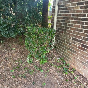 Bush Trimming by Collins Professional Landscape reviewed on October 19, 2025
