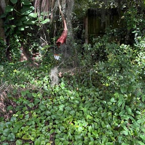 Leaf Removal by EL Kora Construction reviewed on November 7, 2025