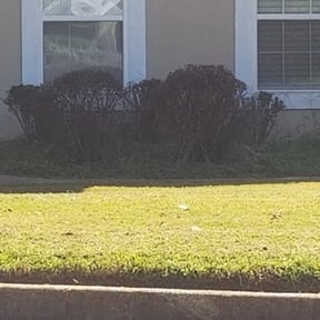 Bush Trimming by The Garden of Your Dreams reviewed on June 4, 2025