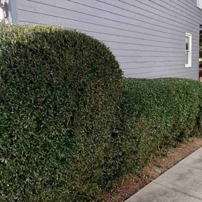Bush Trimming by The Williams reviewed on August 17, 2025