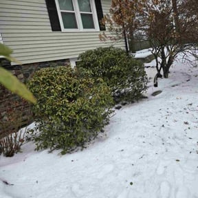 Bush Trimming by Picolo Landscaping reviewed on January 12, 2023