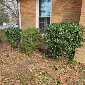 Bush Trimming by Improved lawns reviewed on November 24, 2025