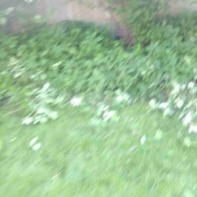 Bush Trimming by Kleen Kutz reviewed on August 17, 2025