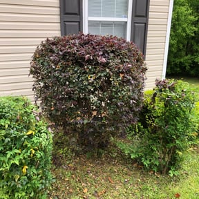 Bush Trimming by Smith Solves Situations LLC reviewed on August 17, 2025