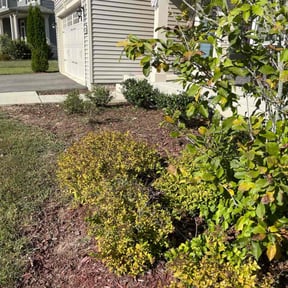 Flower Bed Weeding by George A Francisco reviewed on October 21, 2025