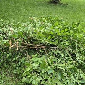 Bush Trimming by PJ’s Lawn care reviewed on August 21, 2025