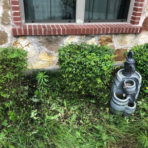 Bush Trimming by Mark Sjostrom reviewed on August 18, 2025