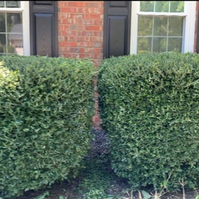 Bush Trimming by BiG Lawn Service reviewed on August 20, 2025