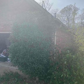 Bush Trimming by Lawn Pros reviewed on March 16, 2026