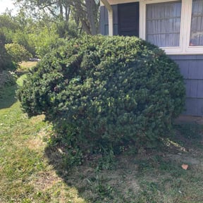 Bush Trimming by Golden Acres Lawn Care reviewed on August 20, 2025