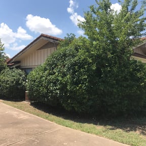 Bush Trimming by Douglasr lawn care reviewed on August 18, 2025