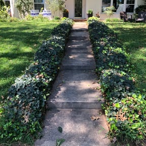 Bush Trimming by Morgan Henry Lawn Care reviewed on August 21, 2025