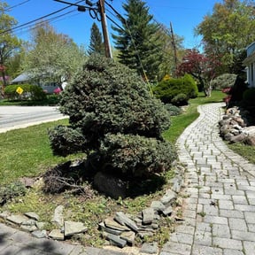 Bush Trimming by T&J Lawncare reviewed on August 15, 2025