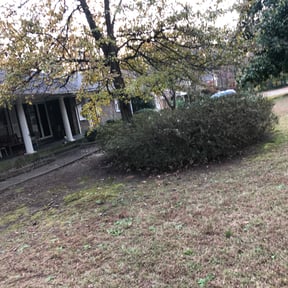 Bush Trimming by Optimal Landscaping reviewed on August 18, 2025