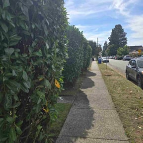 Bush Trimming by H&amp;M Lawn Care reviewed on November 24, 2025