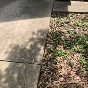 Bush Trimming by Lawn Hub reviewed on August 16, 2025