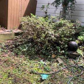 Bush Trimming by Alwaysready landscaping reviewed on November 23, 2025