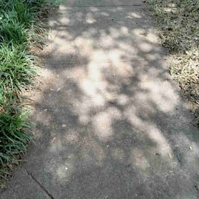Leaf Removal by All yards reviewed on August 19, 2025