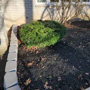 Bush Trimming by Riders Lawn Care Services reviewed on August 16, 2025