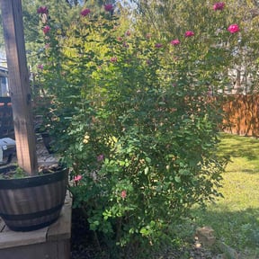Bush Trimming by Hughes inc. reviewed on August 15, 2025