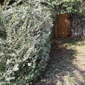 Bush Trimming by Dreamscapes reviewed on December 5, 2025