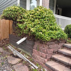 Bush Trimming by Dee Jays lawn service reviewed on August 17, 2025