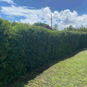 Bush Trimming by La family Ramirez landscaping reviewed on October 21, 2025