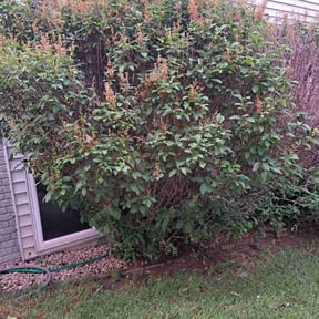 Bush Trimming by Betty Lawn Care reviewed on August 18, 2025