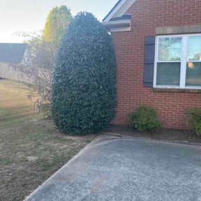 Bush Trimming by Major Services reviewed on April 2, 2026