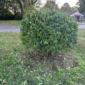Bush Trimming by SLC Lawn Artisty reviewed on November 27, 2025
