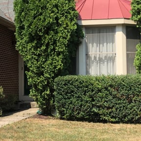 Bush Trimming by Green Guy Landscaping LLC reviewed on August 15, 2025
