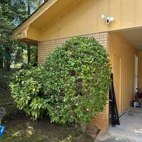 Bush Trimming by Krenik Lawn Services reviewed on October 23, 2025