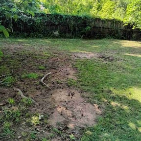 Bush Trimming by B and b lawn and professional services llc reviewed on August 20, 2025