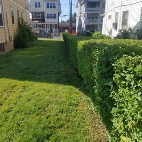 Bush Trimming by Family Greenscape a reviewed on August 20, 2025