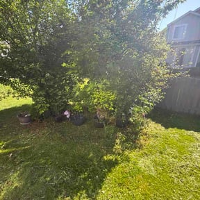 Flower Bed Weeding by FRESH CUTS LANDSCAPE reviewed on May 25, 2026