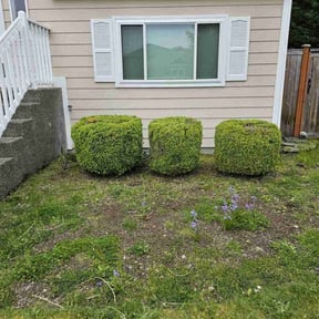 Bush Trimming by The Landscaping Doctor reviewed on August 15, 2025