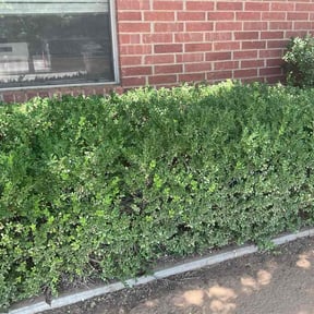 Bush Trimming by USA Lawn Pros reviewed on July 26, 2026