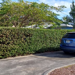 Bush Trimming by ASAIC Mowing Service LLC reviewed on August 17, 2025