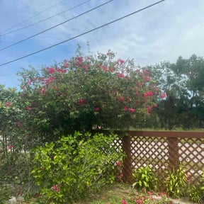 Bush Trimming by Kingdom Creations reviewed on December 25, 2025