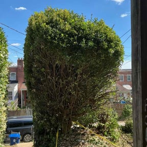 Bush Trimming by Phillip's Lawn care reviewed on July 2, 2026