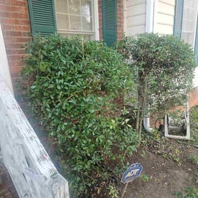 Bush Trimming by Sustain Tec, LLC reviewed on November 22, 2025