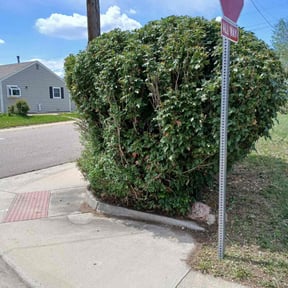 Bush Trimming by St Charles Services reviewed on August 20, 2025