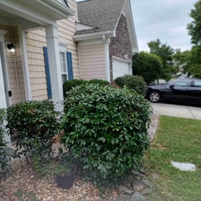 Bush Trimming by Edges lawn care services reviewed on August 16, 2025