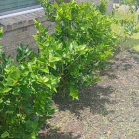 Flower Bed Weeding by Reese&#039;s Cut and Blow reviewed on October 20, 2025