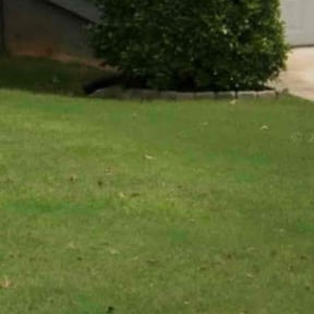 Bush Trimming by Drains and various things reviewed on August 19, 2025