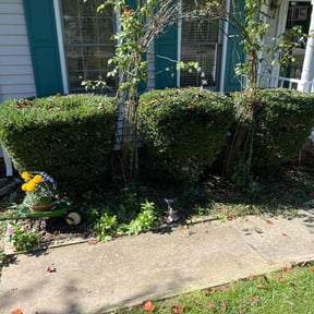 Bush Trimming by B&SS reviewed on August 19, 2025