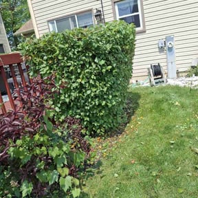 Bush Trimming by New Beginning Landscaping reviewed on August 18, 2025