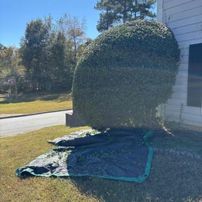 Bush Trimming by Giron Tree Services LLC reviewed on November 23, 2025